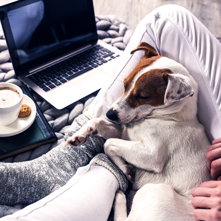 Hund liegt im Schoß Frauchen vor Laptop